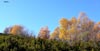Abedul y brezo en otoño