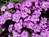 Dianthus pungens subsp. brachyanthu. Clavelina de la Sierra (2000 m)