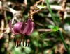 Flor de La Pedrosa