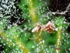 Minúscula araña, de unos seis mm. de larga, apareció por la Mata el Fraile