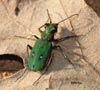 Escarabajo cicindela en la Pedrosa