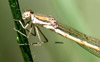 Sympecma-fusca, en Barruelo, libélula de la Pedrosa
