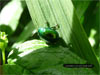 Escarabajo verde sobre fondo verde