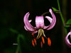 Lilium martagon o "azucena de la Pedrosa"