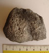 Fósil, probablemente un coral, recogido en Arbejal