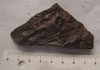 Escombreras de Barruelo. 2 fósiles. Dcha: Neuropteris  ovata Hoffmann. Izq: Pecopteris sp (helecho).