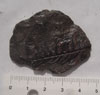 Fósil cogido en las escombreras de Barruelo: Pecopteris (helecho) - Lobatopteris lamuriana Her